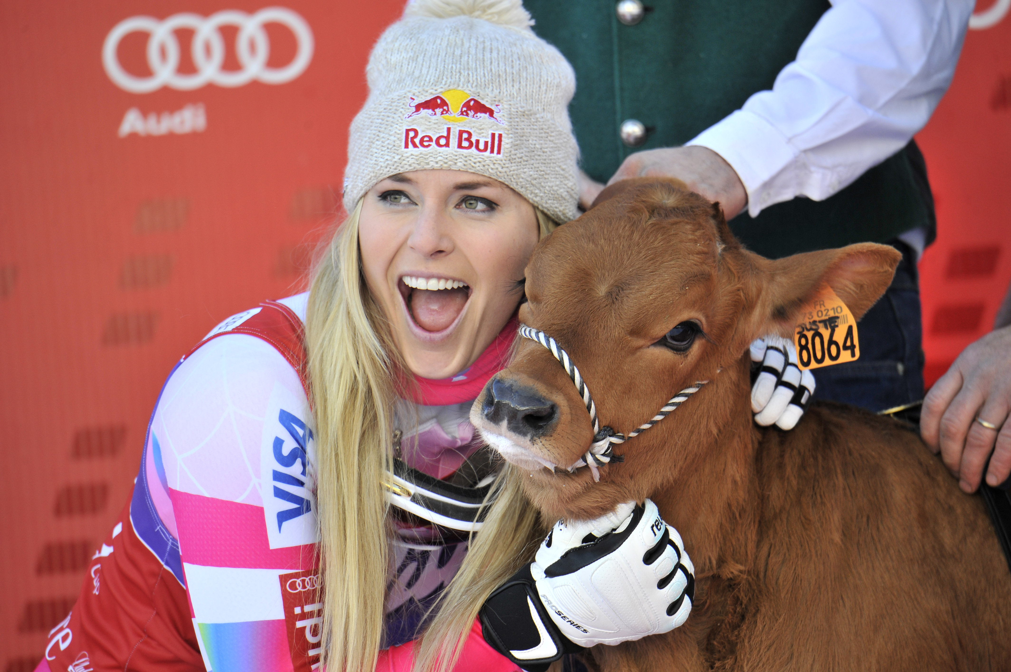 Lindsey Vonn cow